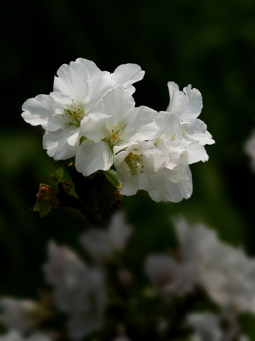 樱花 3 摄影 静野