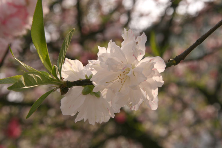 春暖花开 摄影 冰冰冰