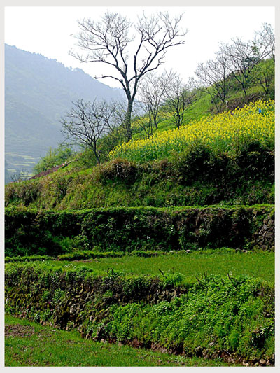 青青山坡地 摄影 华阳居士