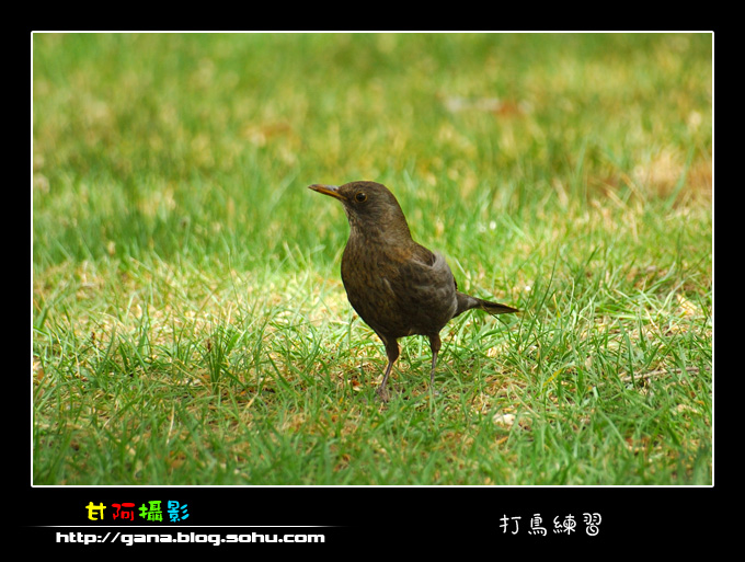 乌鸫 Eurasian Blackbird 摄影 金色山羊