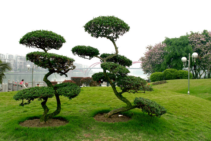 柳州滨海公圆一 摄影 老土豆