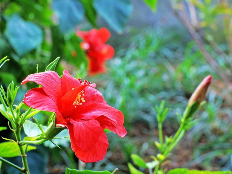 扶桑花 摄影 春雨惊春