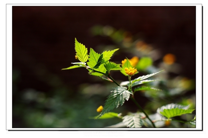 蓝花 摄影 烤红芋