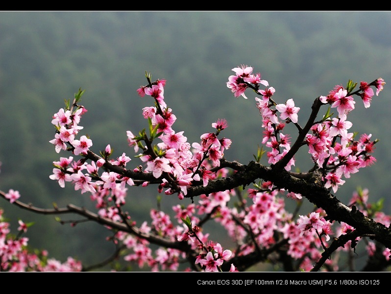 桃花依旧笑春风 摄影 山林溪水