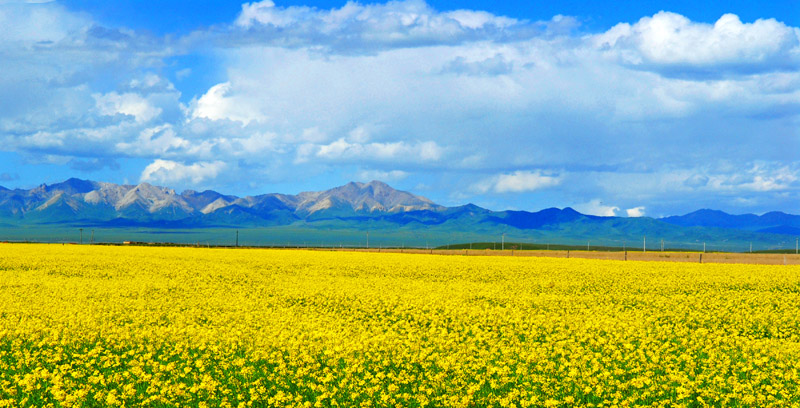 青海湖畔油菜花 摄影 yanzhang