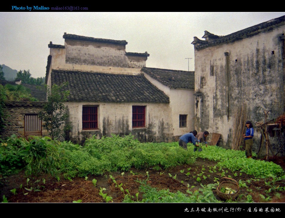 1993年皖南徽州之行(9)·屋后的菜园地 摄影 马里奥MALIAO