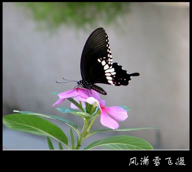 蝶恋花 摄影 风潇雪飞