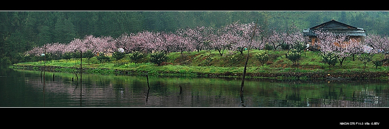 《桃花岛》 摄影 陋室人