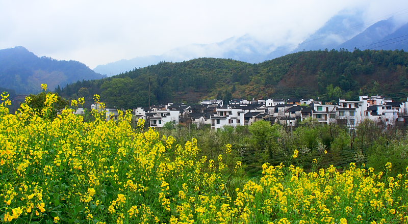 油菜花开 摄影 月亮雨