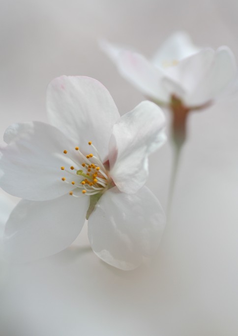 樱花 摄影 无名小花