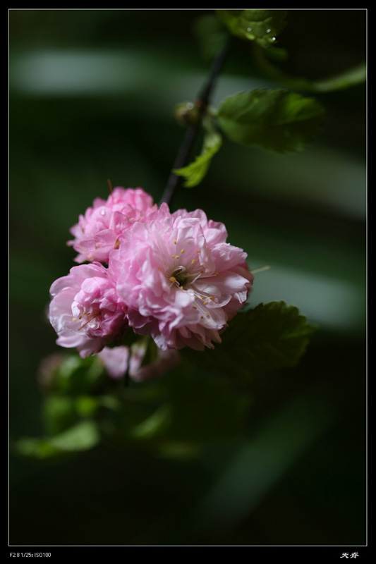 绿荫小花 摄影 天脊