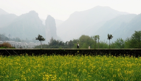 油菜地风光 摄影 yingshi