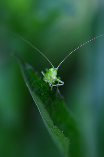 昆虫 摄影 黑天使