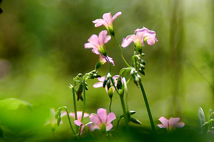 小花 摄影 元芳