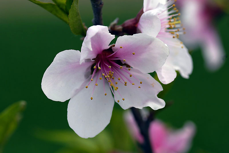 阳春三月桃花红 摄影 谁主沉浮