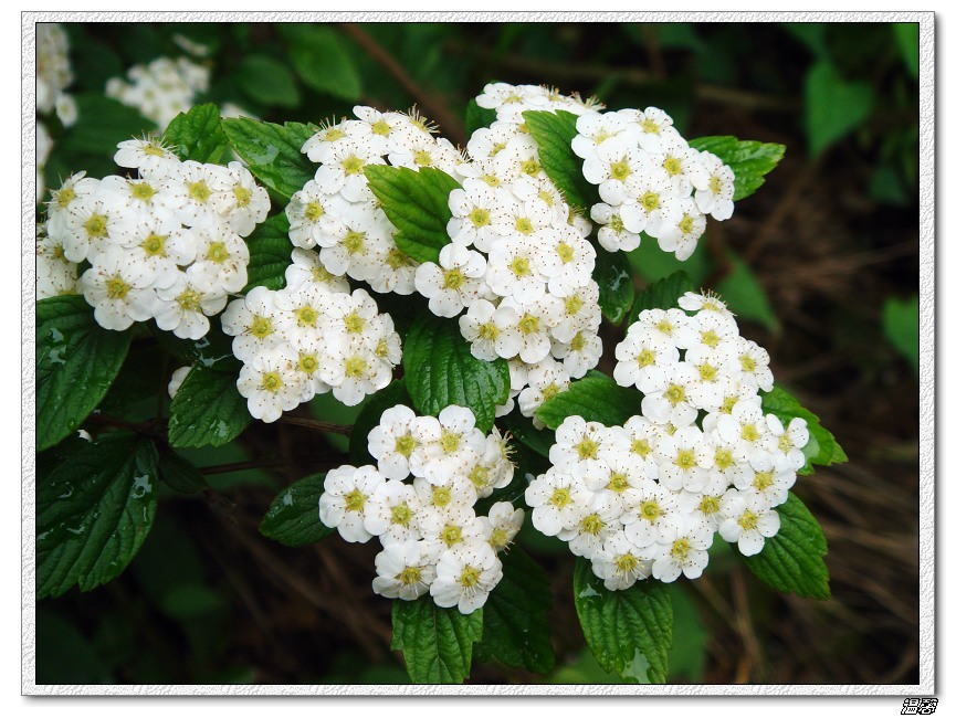 山花 摄影 温馨