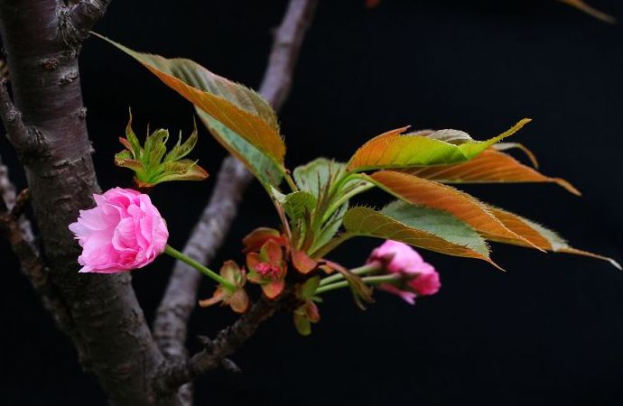 樱花2 摄影 秦淮听雨