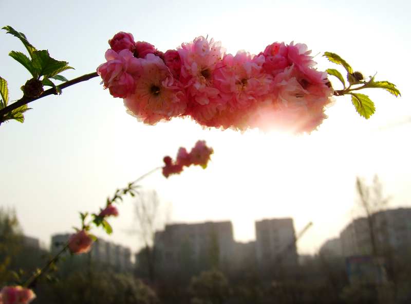 迎日 摄影 朱杨芙蓉