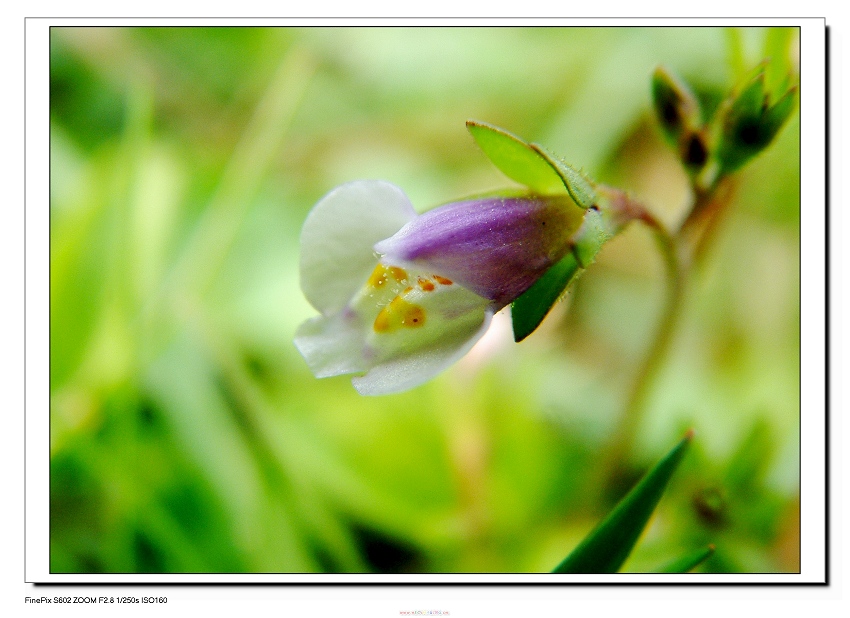 赏春 摄影 笑菊