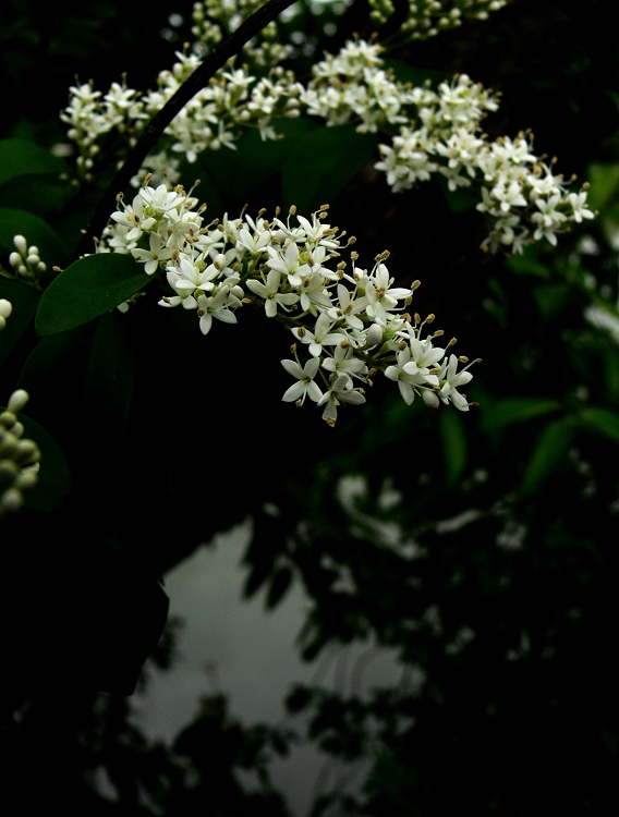 水边的小花 摄影 静野