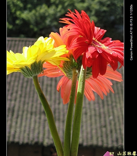 映日雏菊 摄影 山茗独馨