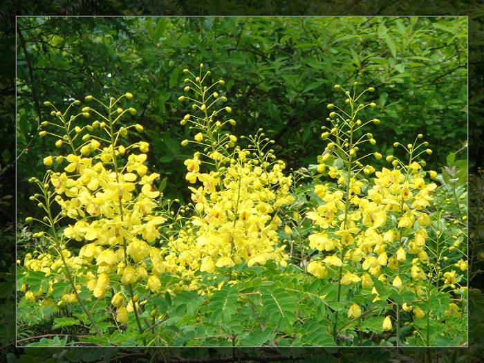 山花 摄影 温馨