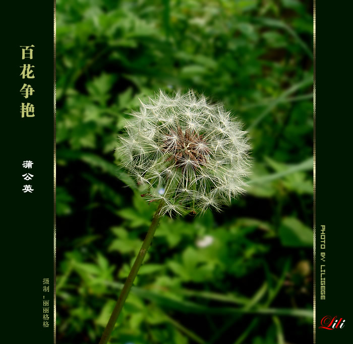 百花争艳 摄影 丽丽格格