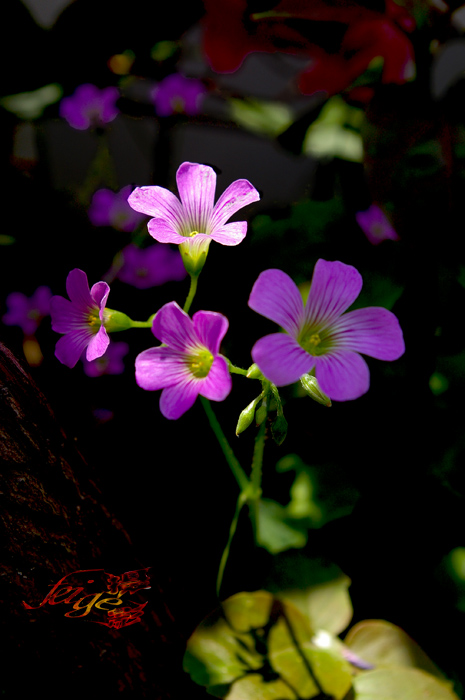 小花集(7) 摄影 feige