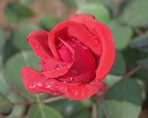 月季花（雨后） 摄影 神农飞鹏