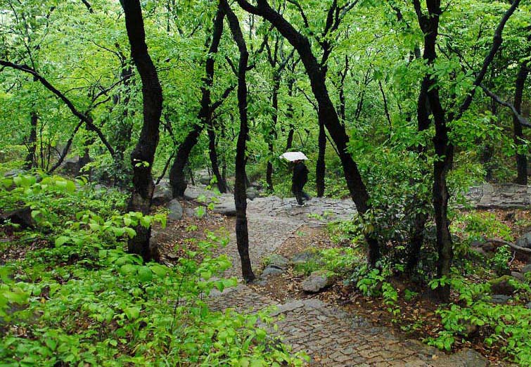 家门口的风景系列之 四月花山翠如盖 摄影 苏州山山山