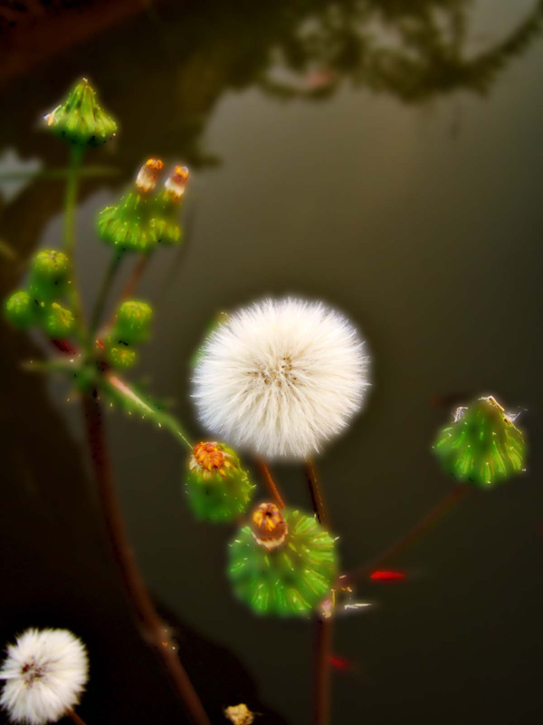 小花 摄影 烽火