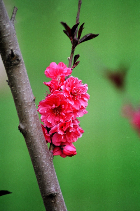 春意盎然 摄影 jufeng