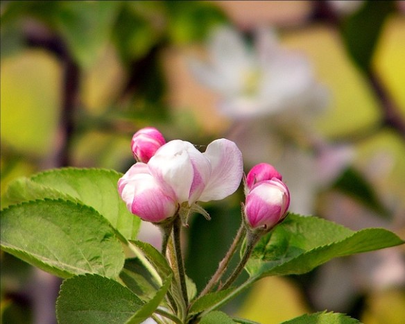 苹果花 摄影 我主沉浮