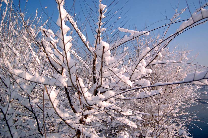 瑞雪凝枝 摄影 巴虎邨人