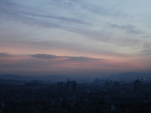 昆明的早晨 摄影 流浪狗