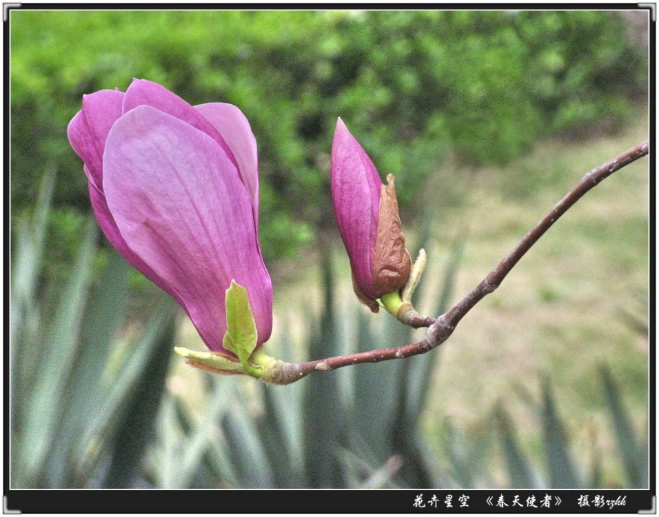 春天使者/紫玉兰花 摄影 任正华