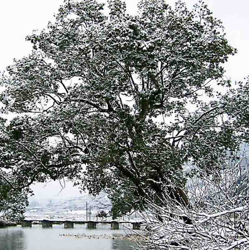 古树傲雪 摄影 山川之间