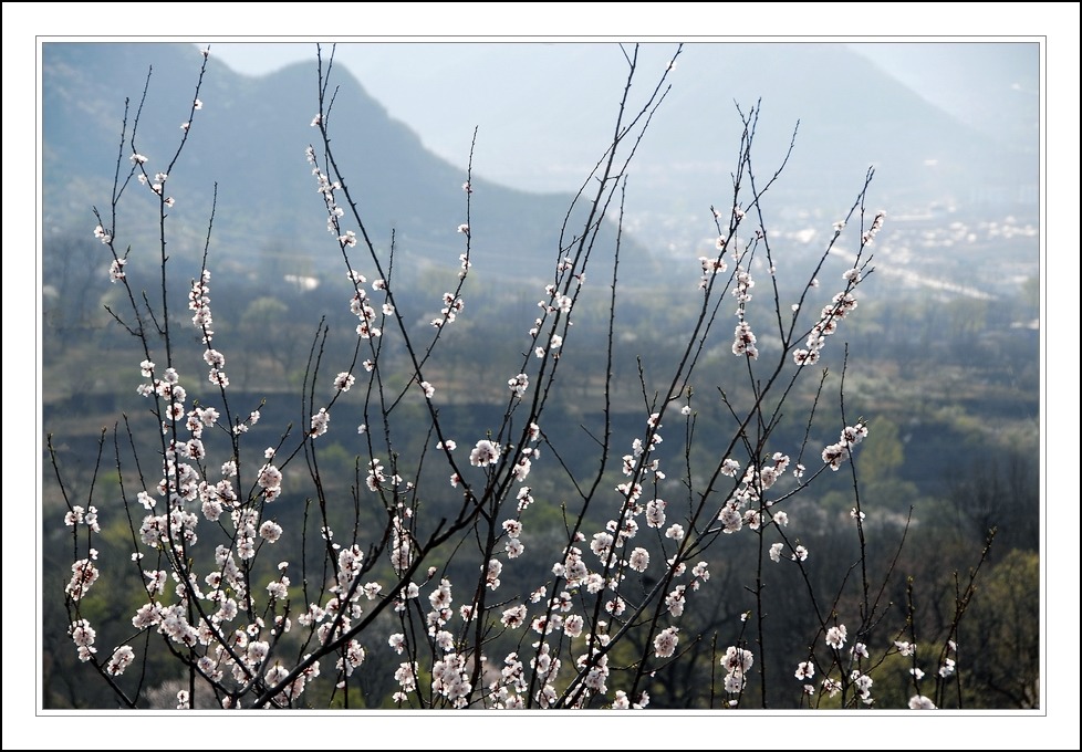 山区春色(三) 摄影 门鼻儿