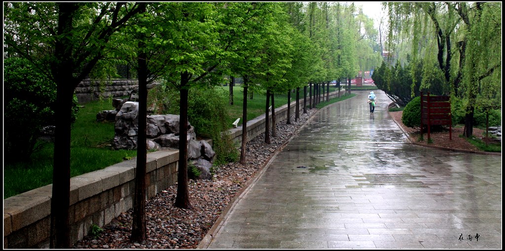 在雨中 摄影 lxm