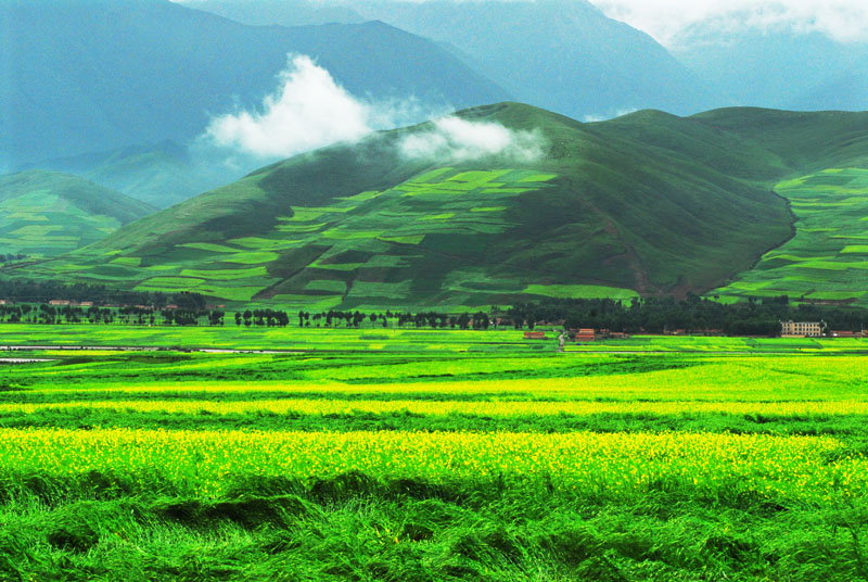 青海门源油菜花 摄影 yanzhang