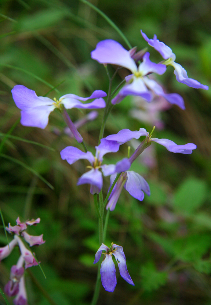 山花 摄影 王柏杉