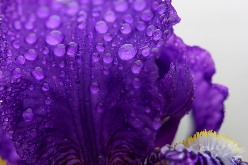 花瓣雨 摄影 尧日