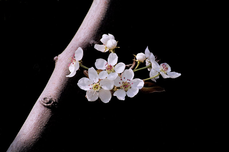 梨花 摄影 飓风