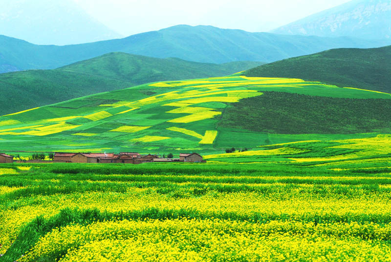 青海门源油菜花 摄影 yanzhang