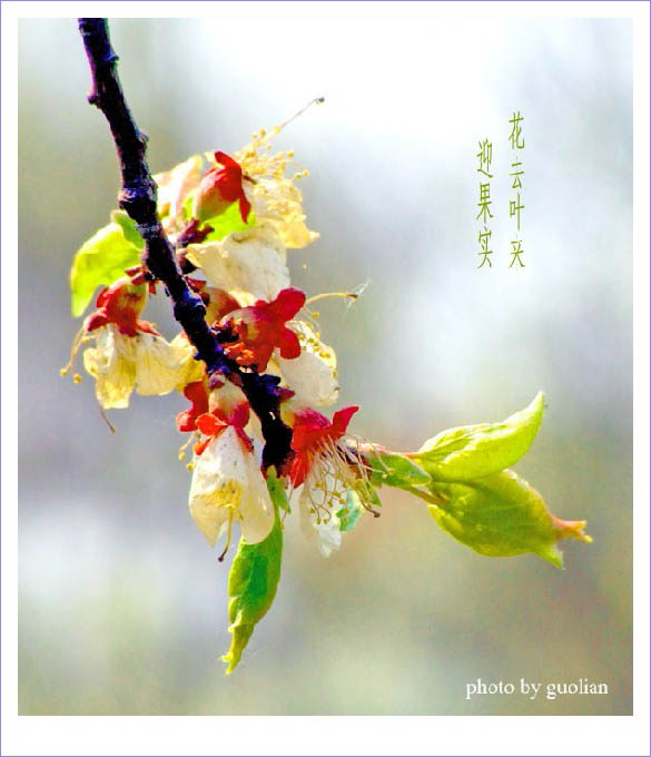 花去叶来 摄影 阿鸽