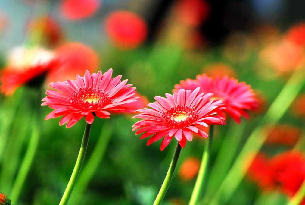 孔雀花 摄影 篌歌