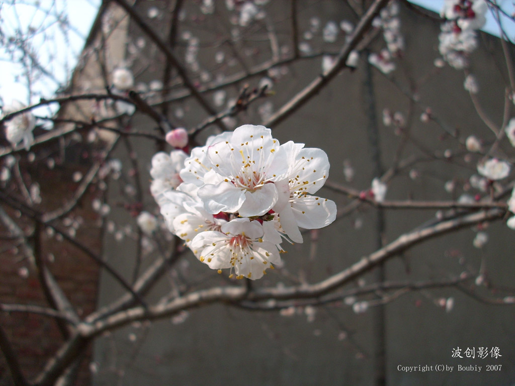 桃花 摄影 Boubiy