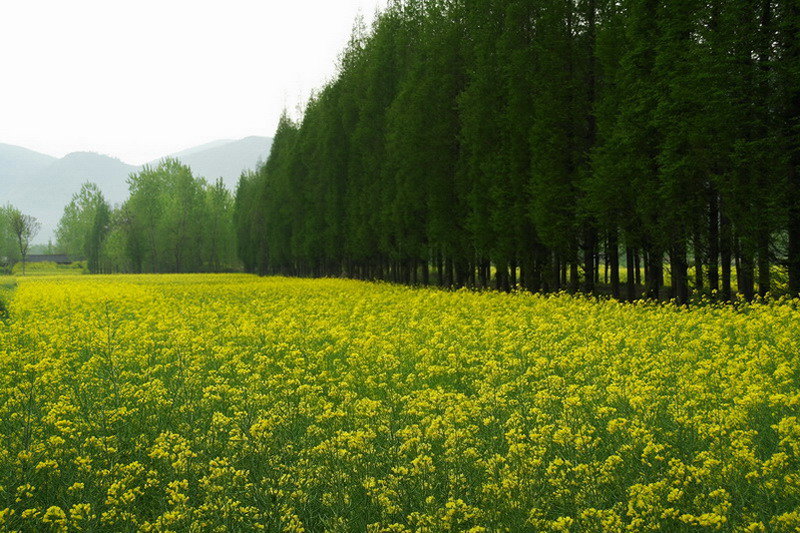 油菜花 摄影 虹桥色影