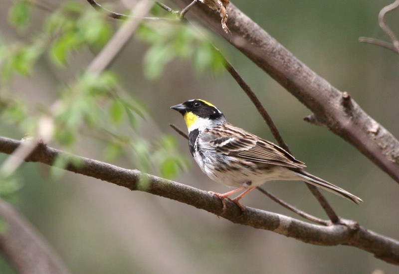 黄喉鹀 摄影 shenzhenbee