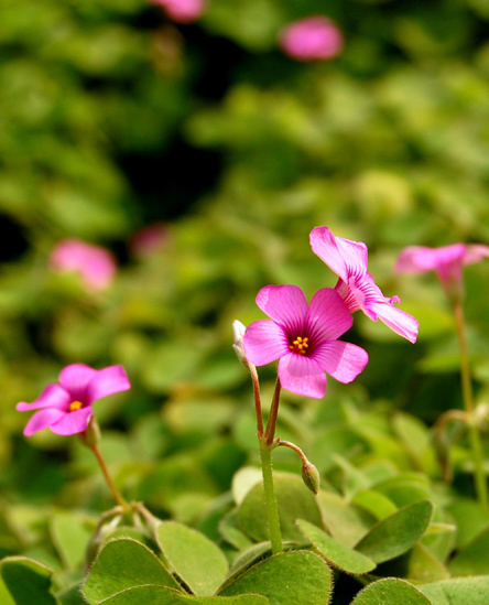 花语 摄影 河边